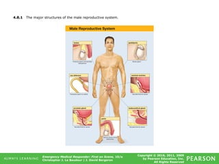 Copyright © 2016, 2011, 2009
by Pearson Education, Inc.
All Rights Reserved
Emergency Medical Responder: First on Scene, 10/e
Christopher J. Le Baudour | J. David Bergeron
4.8.1 The major structures of the male reproductive system.
 