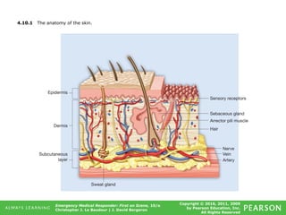 Copyright © 2016, 2011, 2009
by Pearson Education, Inc.
All Rights Reserved
Emergency Medical Responder: First on Scene, 10/e
Christopher J. Le Baudour | J. David Bergeron
4.10.1 The anatomy of the skin.
 