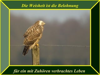 Die Weisheit ist die Belohnung
für ein mit Zuhören verbrachtes Leben
 