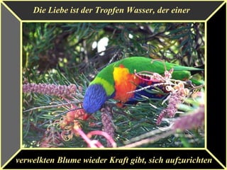 Die Liebe ist der Tropfen Wasser, der einer
verwelkten Blume wieder Kraft gibt, sich aufzurichten
 