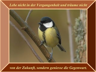 Lebe nicht in der Vergangenheit und träume nicht
von der Zukunft, sondern geniesse die Gegenwart.
 