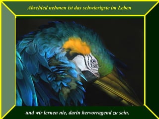 Abschied nehmen ist das schwierigste im Leben
und wir lernen nie, darin hervorragend zu sein.
 