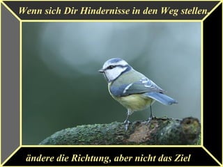 Wenn sich Dir Hindernisse in den Weg stellen,
ändere die Richtung, aber nicht das Ziel
 