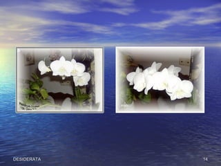 DESIDERATA 