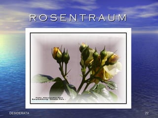 R O S E N T R A U M  DESIDERATA 
