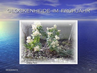 GLOCKENHEIDE  IM  FRÜHJAHR DESIDERATA 
