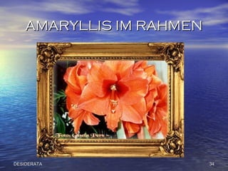 AMARYLLIS IM RAHMEN DESIDERATA 
