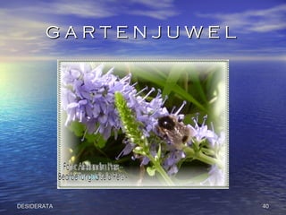 G A R T E N J U W E L  DESIDERATA 