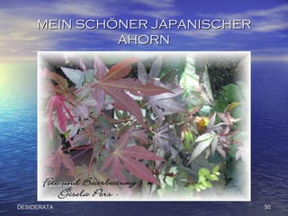 MEIN SCHÖNER JAPANISCHER AHORN DESIDERATA 