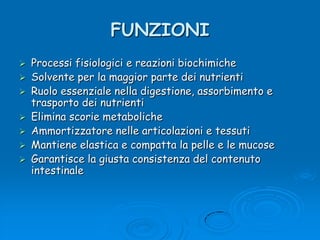 FUNZIONIProcessi fisiologici e reazioni biochimicheSolvente per la maggior parte dei nutrientiRuolo essenziale nella digestione, assorbimento e trasporto dei nutrientiElimina scorie metabolicheAmmortizzatore nelle articolazioni e tessutiMantiene elastica e compatta la pelle e le mucoseGarantisce la giusta consistenza del contenuto intestinale