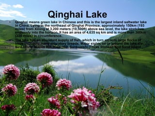 Qinghai Lake Qinghai means green lake in Chinese and this is the largest inland saltwater lake in China. Lying in the northeast of Qinghai Province, approximately 150km (193 miles) from Xining at 3,200 meters (10,500ft) above sea level, the lake stretches endlessly into the horizon. It has an area of 4,635 sq km and is more than 360km (220 miles) in circumference.  The lake has an abundant supply of fish, which in turn attracts large flocks of birds including many migratory breeds. Major sights on or around the lake are: Bird Island, Haixin Hill, Haixi Hill, Sankuaishi (Three Stones), and Sand Island .  