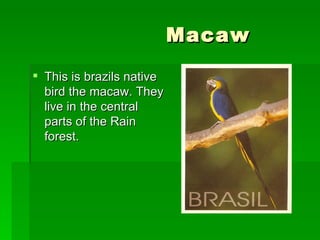 Macaw  This is brazils native bird the macaw. They live in the central parts of the Rain forest.  