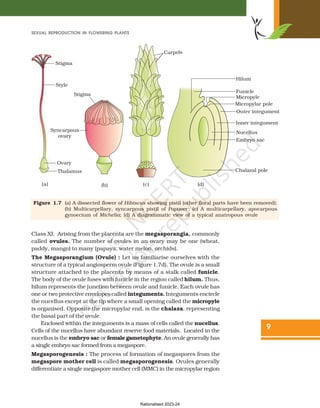 Ncert sexual reproduction in flowering plants | PDF