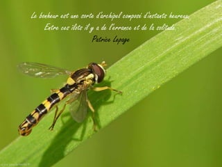 Le bonheur est une sorte d'archipel composé d'instants heureux.
     Entre ces îlots il y a de l'errance et de la solitude.
                        Patrice Lepage
 