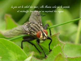 La joie est le soleil des âmes ; elle illumine celui qui la possède
       et réchauffe tous ceux qui en reçoivent les rayons
                            Carl Reysz
 