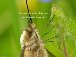 Les rêves, les désirs et les espoirs
   sont les étoiles de nos vies !
 