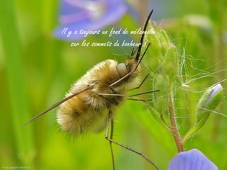 Il y a toujours un fond de mélancolie
    sur les sommets du bonheur !
 