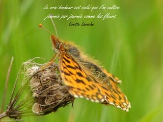 Le vrai bonheur est celui que l'on cultive
 journée par journée comme les fleurs.
              Livette Laroche
 