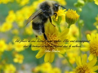 Les fleurs ne nous laissent jamais tomber. Elles nous accompagnent
       dans le bonheur et nous soutiennent dans le malheur.
                          Céline Blondeau
 