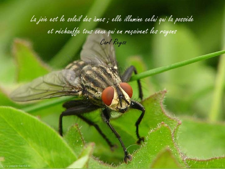 Belles Photos Sur La Nature Citations Sur Le Bonheur