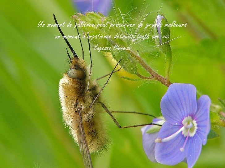 Image De Citation Citation Sur La Vie Impatience Image De Citation Citation Sur La Vie Impatience