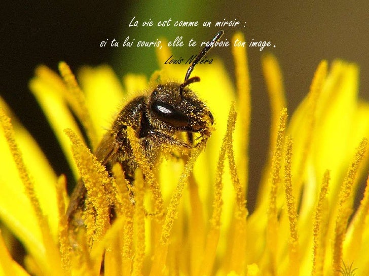 Belles Photos Sur La Nature Citations Sur Le Bonheur