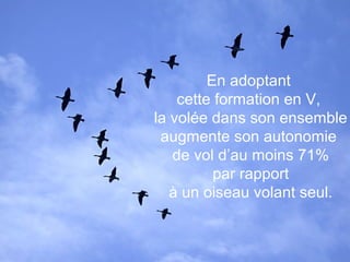 En adoptant
cette formation en V,
la volée dans son ensemble
augmente son autonomie
de vol d’au moins 71%
par rapport
à un oiseau volant seul.
 