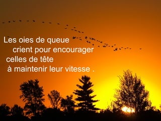 Les oies de queue
crient pour encourager
celles de tête
à maintenir leur vitesse .
 