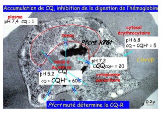 Accumulation de CQ, inhibition de la digestion de l’hémoglobine
 plasma
pH 7,4 CQ = 1
                                                       cytosol
                          noyau                    érythrocytaire
                                                         pH 6,8
                                           76t
                                    Pfcrt k76            CQ + CQH+ = 5



                      vacuole          pH 7,2                Cnrcp
                     digestive           CQ
                                        CQ + CQH+ = 20
                pH 5,2 CQ                cytoplasme
                CQ   + CQH+ = 600        parasitaire




                     Pfcrt muté détermine la CQ-R                    10
 