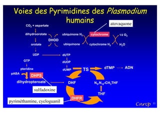 Voies des Pyrimidines des Plasmodium
                humains      atovaquone
           CO2 + aspartate

           dihydroorotate          ubiquinone H2        cytochrome        1/2 O2

                            DHOD
                orotate            ubiquinone           cytochrome H2     H2O


                 UDP               dUTP
          GTP                      dUDP
                                                                 dTMP         ADN
        pteridine                  dUMP            TS
 pABA
                DHPS
   dihydropteroate                    DHF                 N5,N10-CH3THF

                    sulfadoxine
                                                             THF
                                          DHFR
pyriméthamine, cycloguanil
                                                                                    Cnrcp   11
 