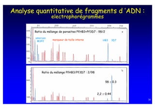 Analyse quantitative de fragments d ’ADN :
                  electrophorégrammes

       Ratio du mélange de parasites PfHB3+Pf3D7 : 98/2

       amorces
                   marqueur de taille interne        HB3      3D7
        MSP2




           Ratio du mélange PfHB3/Pf3D7 : 2/98


                                                          98 ± 0.3



                                                 2,2 ± 0.44
                                                                     30
 