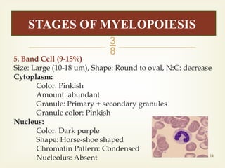 Lec-08 Granulopoiesis.pptx mcs coverage bs mlt exam coverage all AHS ...