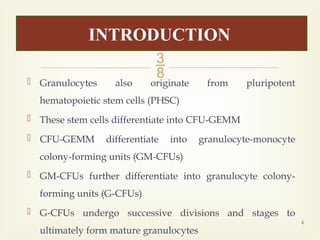 Lec-08 Granulopoiesis.pptx mcs coverage bs mlt exam coverage all AHS ...