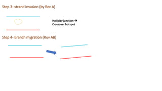 Strand Invasion Homologous recombination and Site specific recombination | PPTX