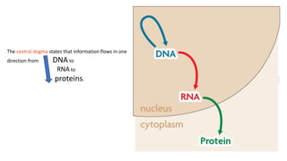 Transcription | PPTX | Chemistry | Science