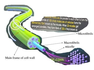 Microfibrils
Macrofibrils
Main frame of cell wall
micelle
 
