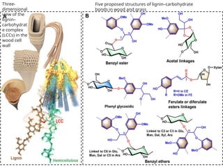 Three-
dimensional
view of the
lignin–
carbohydrat
e complex
(LCCs) in the
wood cell
wall
Five proposed structures of lignin–carbohydrate
bonds in wood and grass
 