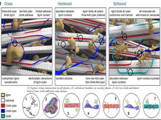 (1) lignin–xylan interaction in all plants, (2) cellulose bundles in woody plants, (3–6) two-fold and three-
fold xylans with different side-chains,
 