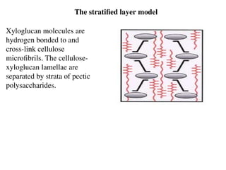 The stratified layer model
Xyloglucan molecules are
hydrogen bonded to and
cross-link cellulose
microfibrils. The cellulose-
xyloglucan lamellae are
separated by strata of pectic
polysaccharides.
 