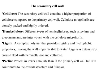 •Cellulose: The secondary cell wall contains a higher proportion of
cellulose compared to the primary cell wall. Cellulose microfibrils are
densely packed and highly ordered.
•Hemicellulose: Different types of hemicelluloses, such as xylans and
glucomannans, are interwoven with the cellulose microfibrils.
•Lignin: A complex polymer that provides rigidity and hydrophobic
properties, making the wall impermeable to water. Lignin is extensively
cross-linked with hemicellulose and cellulose.
•Pectin: Present in lower amounts than in the primary cell wall but still
contributes to the overall structure and function.
The secondary cell wall
 