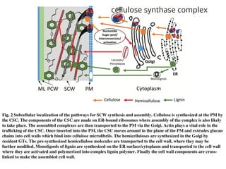 Fig. 2 Subcellular localization of the pathways for SCW synthesis and assembly. Cellulose is synthesized at the PM by
the CSC. The components of the CSC are made on ER-bound ribosomes where assembly of the complex is also likely
to take place. The assembled complexes are then transported to the PM via the Golgi. Actin plays a vital role in the
trafficking of the CSC. Once inserted into the PM, the CSC moves around in the plane of the PM and extrudes glucan
chains into cell walls which bind into cellulose microfibrils. The hemicelluloses are synthesized in the Golgi by
resident GTs. The pre-synthesized hemicellulose molecules are transported to the cell wall, where they may be
further modified. Monolignols of lignin are synthesized on the ER surface/cytoplasm and transported to the cell wall
where they are activated and polymerized into complex lignin polymer. Finally the cell wall components are cross-
linked to make the assembled cell wall.
cellulose synthase complex
 