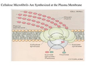 Cellulose Microfibrils Are Synthesized at the Plasma Membrane
 