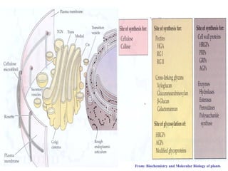 From: Biochemistry and Molecular Biology of plants
 