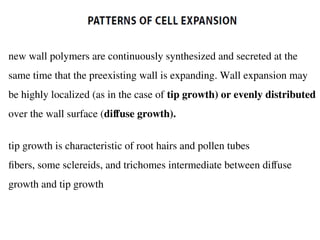 new wall polymers are continuously synthesized and secreted at the
same time that the preexisting wall is expanding. Wall expansion may
be highly localized (as in the case of tip growth) or evenly distributed
over the wall surface (diffuse growth).
tip growth is characteristic of root hairs and pollen tubes
fibers, some sclereids, and trichomes intermediate between diffuse
growth and tip growth
 