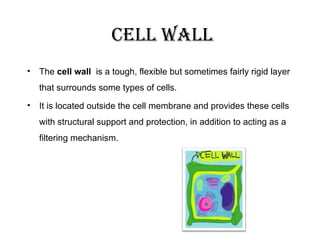 • The cell wall is a tough, flexible but sometimes fairly rigid layer
that surrounds some types of cells.
• It is located outside the cell membrane and provides these cells
with structural support and protection, in addition to acting as a
filtering mechanism.
cell wall
 