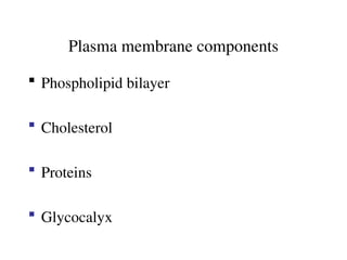 Plasma membrane components
 Phospholipid bilayer
 Cholesterol
 Proteins
 Glycocalyx
 