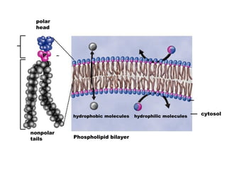 polar
head
nonpolar
tails
P –
Phospholipid bilayer
hydrophobic molecules hydrophilic molecules cytosol
 