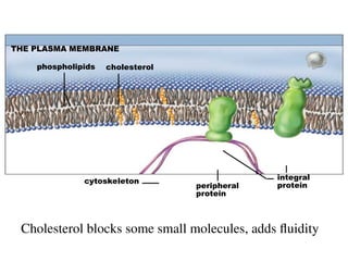 THE PLASMA MEMBRANE
phospholipids cholesterol
cytoskeleton
peripheral
protein
integral
protein
Cholesterol blocks some small molecules, adds fluidity
 