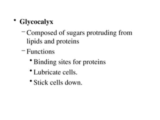 • Glycocalyx
– Composed of sugars protruding from
lipids and proteins
– Functions
• Binding sites for proteins
• Lubricate cells.
• Stick cells down.
 