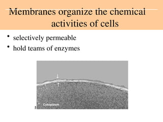 • selectively permeable
• hold teams of enzymes
Membranes organize the chemical
activities of cells
Cytoplasm


 